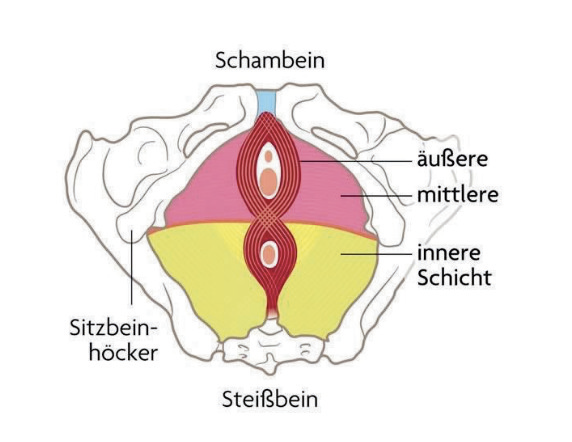 schambein